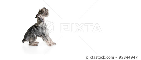 Studio shot of cute grey color mittelschnauzer dog isolated over white background. Animal, pets, care, beauty and ad 95844947