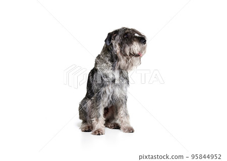 Studio shot of cute grey color mittelschnauzer dog isolated over white background. Animal, pets, care, beauty and ad 95844952