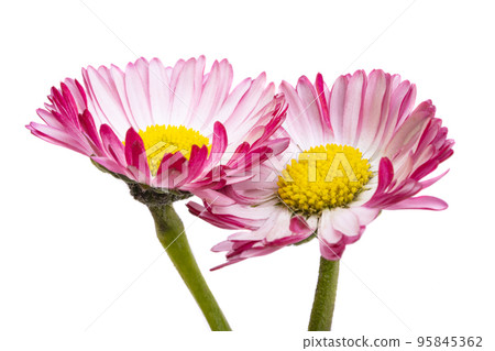 Daisy flower isolated Daisy flower isolated 95845362