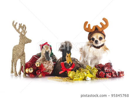 ducks, chihuahua and christmas ducks, chihuahua and christmas 95845768