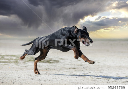 training of dobermann pinscher training of dobermann pinscher 95845769