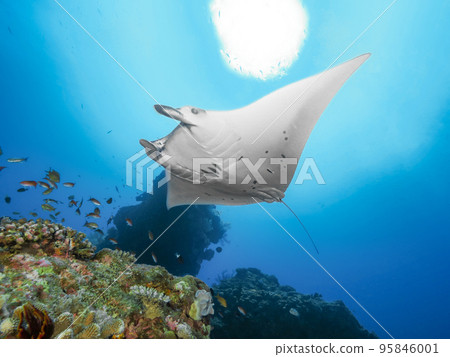 蝠ray 蝠ray 95846001