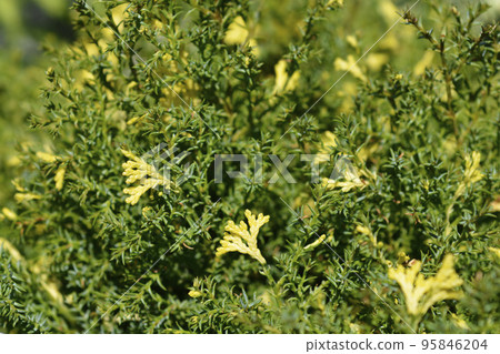 Dwarf Hinoki cypress Saffron Spray Dwarf Hinoki cypress Saffron Spray 95846204