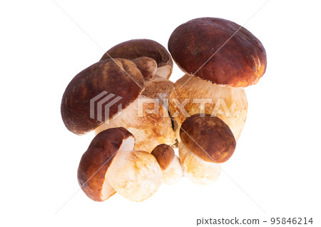 Ceps isolated 95846214
