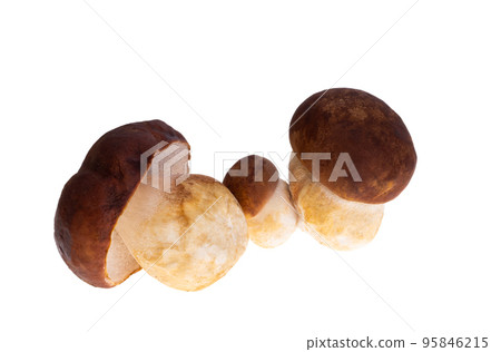 Ceps isolated 95846215
