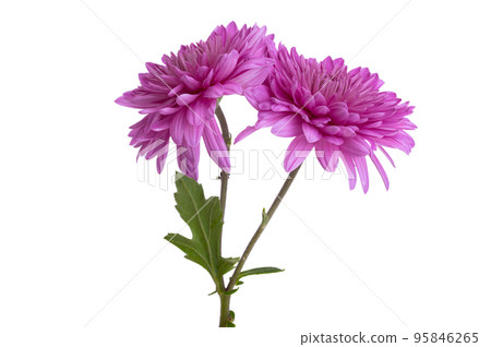 chrysanthemum isolated 95846265