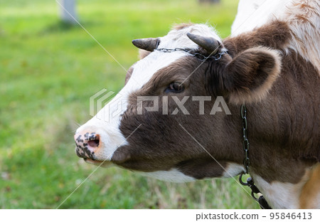 cow grazing in the meadow cow grazing in the meadow 95846413
