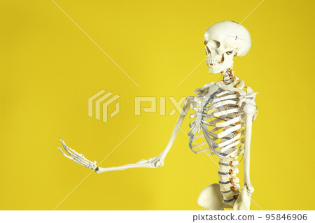 Artificial human skeleton model on yellow background. Space for text Artificial human skeleton model on yellow background. Space for text 95846906