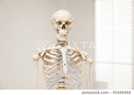 Artificial human skeleton model near window indoors Artificial human skeleton model near window indoors 95846908