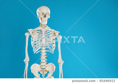 Artificial human skeleton model on blue background. Space for text Artificial human skeleton model on blue background. Space for text 95846915