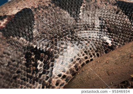 Closeup view of brown boa constrictor. Exotic snake 95846934