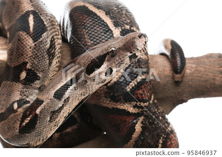 Brown boa constrictor on tree branch against white background, closeup 95846937