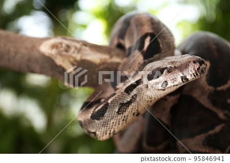 Brown boa constrictor on tree branch outdoors Brown boa constrictor on tree branch outdoors 95846941