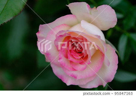 Roses of pink borders Roses of pink borders 95847163
