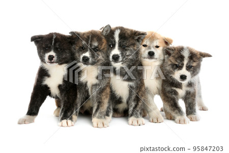 Cute Akita inu puppies on white background. Friendly dogs Cute Akita inu puppies on white background. Friendly dogs 95847203