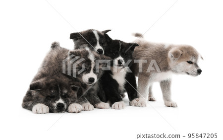 Cute Akita inu puppies on white background. Friendly dogs Cute Akita inu puppies on white background. Friendly dogs 95847205