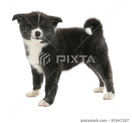 Cute Akita inu puppy on white background. Friendly dog 95847207