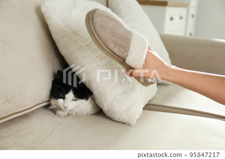 Woman beating cat at home, closeup of hand. Domestic violence against pets Woman beating cat at home, closeup of hand. Domestic violence against pets 95847217