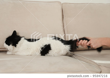 Woman beating cat at home, closeup of hands. Domestic violence against pets Woman beating cat at home, closeup of hands. Domestic violence against pets 95847218