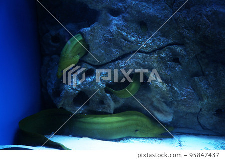 Green moray eel fish swimming in clear aquarium Green moray eel fish swimming in clear aquarium 95847437