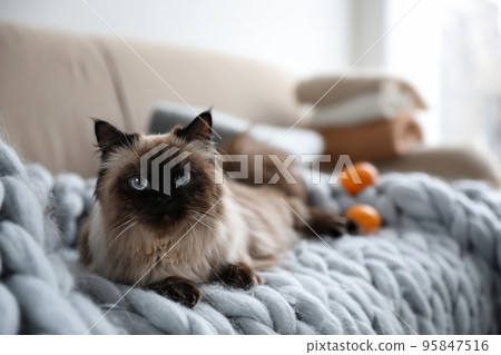 Cute Balinese cat on sofa at home. Fluffy pet Cute Balinese cat on sofa at home. Fluffy pet 95847516