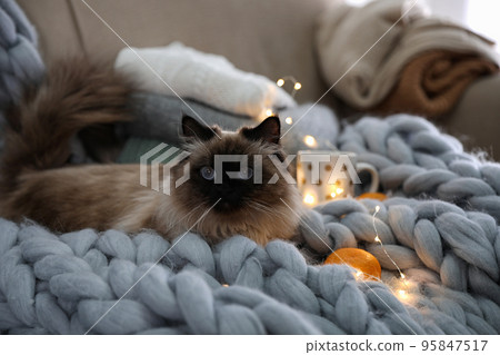 Cute Balinese cat on sofa at home. Fluffy pet Cute Balinese cat on sofa at home. Fluffy pet 95847517