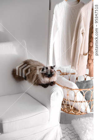 Cute Balinese cat on armchair at home. Fluffy pet Cute Balinese cat on armchair at home. Fluffy pet 95847518