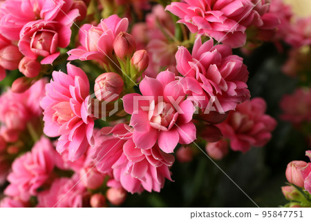Kalanchoe flowers, close up and selective focus Kalanchoe flowers, close up and selective focus 95847751