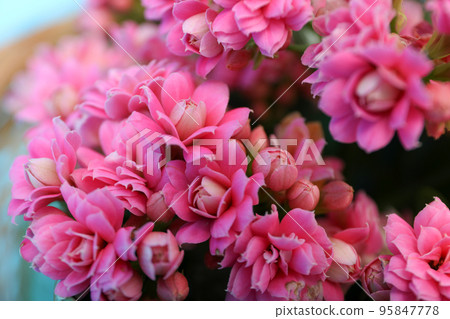 Kalanchoe flowers, close up and selective focus Kalanchoe flowers, close up and selective focus 95847778