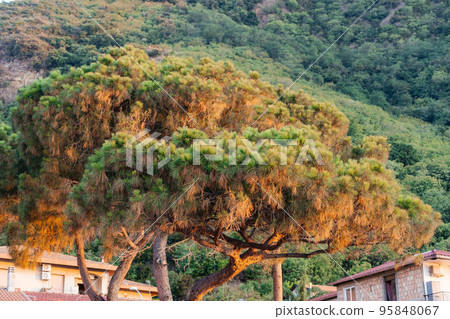 Maritime pine, Pinus Pinaster tree at Calabria seaside, Italy 95848067