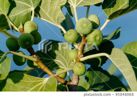 Bunch of green figs on a fig tree against sea background. Ficus Carica branch with fruits 95848068