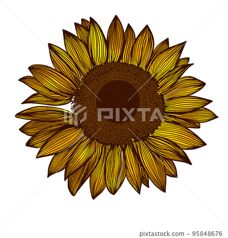 Sunflower isolated object logo. Sun flower icon. sunflower oil logo. Vector illustration 95848676