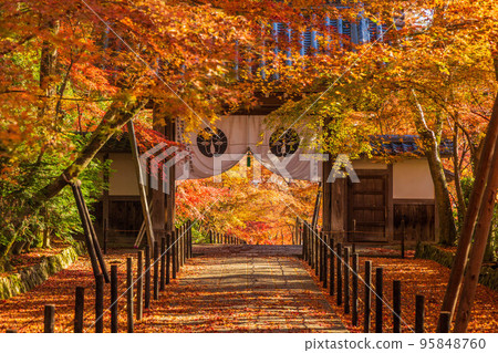 Autumn in Nagaokakyo, Kyoto, Komyo-ji Temple with maple leaves and Yakui-mon Gate Autumn in Nagaokakyo, Kyoto, Komyo-ji Temple with maple leaves and Yakui-mon Gate 95848760