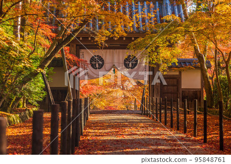 Autumn in Nagaokakyo, Kyoto, Komyo-ji Temple with maple leaves and Yakui-mon Gate 95848761