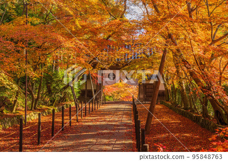 Autumn in Nagaokakyo, Kyoto, Komyo-ji Temple with maple leaves and Yakui-mon Gate Autumn in Nagaokakyo, Kyoto, Komyo-ji Temple with maple leaves and Yakui-mon Gate 95848763