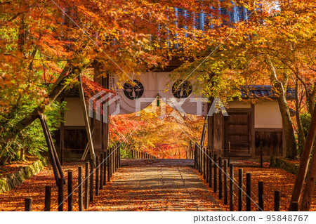京都長岡京的秋天,楓葉和藥井門的光明寺 京都長岡京的秋天,楓葉和藥井門的光明寺 95848767