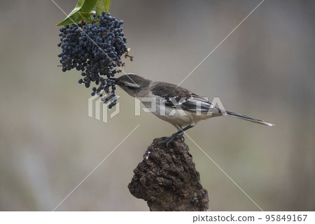 White banded Mockingbird, Patagonia, Argentina 95849167