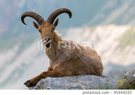The West Caucasian tur or Capra caucasica 95849283