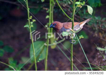 Scaly-breasted munia or Spotted munia or Lonchura punctulata Scaly-breasted munia or Spotted munia or Lonchura punctulata 95849290
