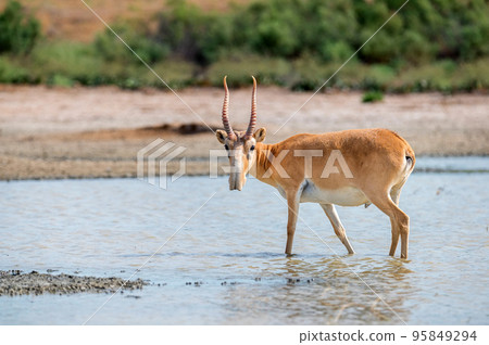 Saiga antelope or Saiga tatarica stands in steppe near waterhole 95849294