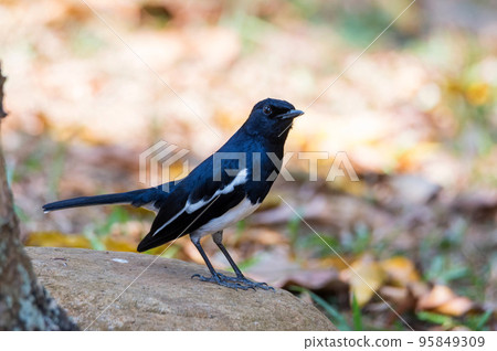 Oriental magpie-robin or Copsychus saularis on the ground Oriental magpie-robin or Copsychus saularis on the ground 95849309