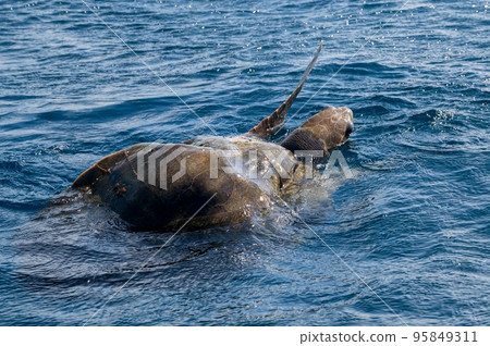 Olive ridley sea turtles or Lepidochelys olivacea performs mating ritual Olive ridley sea turtles or Lepidochelys olivacea performs mating ritual 95849311