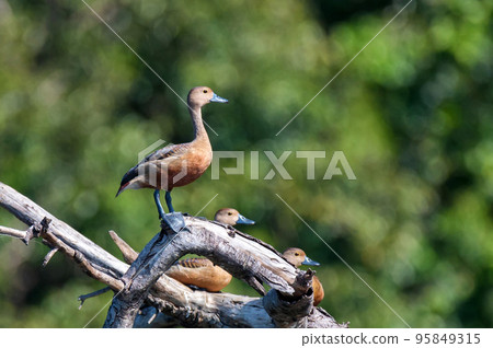 Lesser whistling-duck or Dendrocygna javanica perches on a tree 95849315