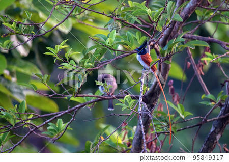 Indian paradise flycatcher or Terpsiphone paradisi perches on a branch 95849317