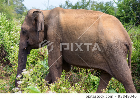 Asian elephant or elephas maximus in wild jungle 95849346