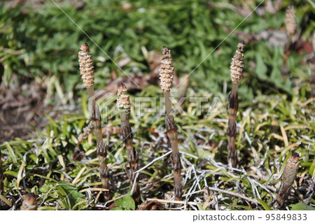 horsetail, horsetail, spring horsetail, horsetail, spring 95849833