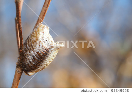 Bell-bellied praying mantis eggs Bell-bellied praying mantis eggs 95849968