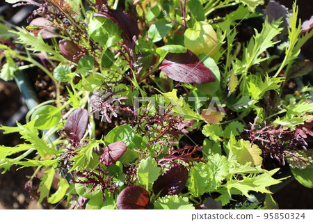 grow baby leaves in planters 95850324