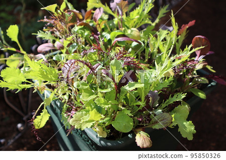 grow baby leaves in planters 95850326