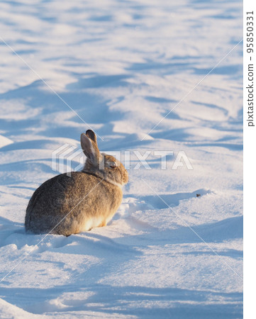 A cottontail rabbit sitting still in the snowy field in the morning sun 95850331